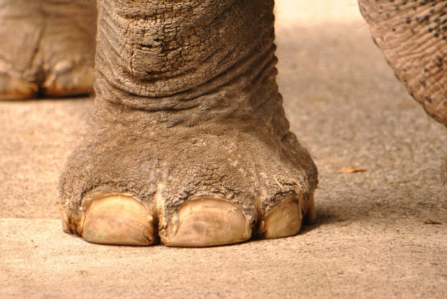 象の足